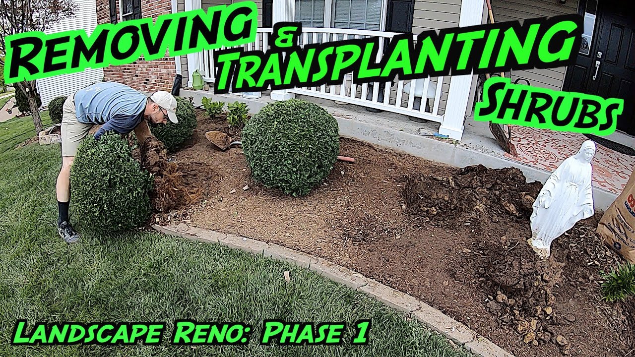 Transplanting, Pruning, & Removing Shrubs | Landscaping Renovation: Phase 1