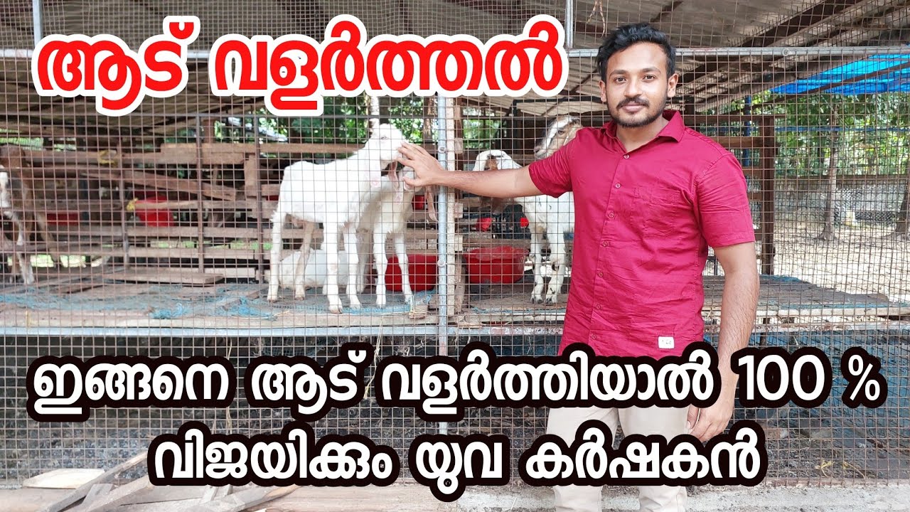 ഇങ്ങനെ ആട് വളർത്തിയാൽ 100 % വിജയിക്കാം |ആട് വളർത്തൽgoat farming in Kerala|Goat Farming Malayalam|