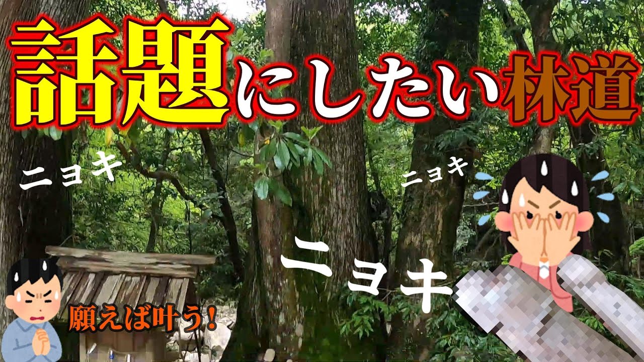 尾鷲の大冒険その①…ニョキニョキ林道! 今日から行列の出来る林道になること間違い無し!