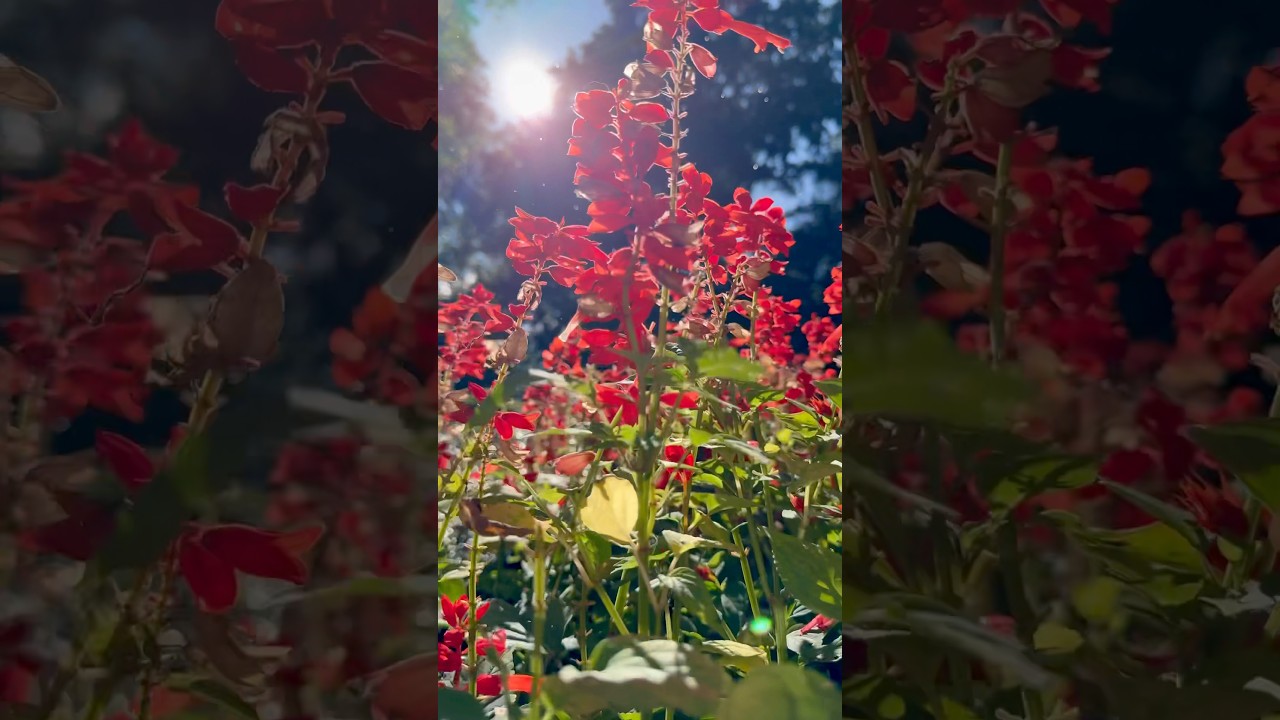 Просто красивый момент 🌺 #relax #relaxingmusic #nature #медитация