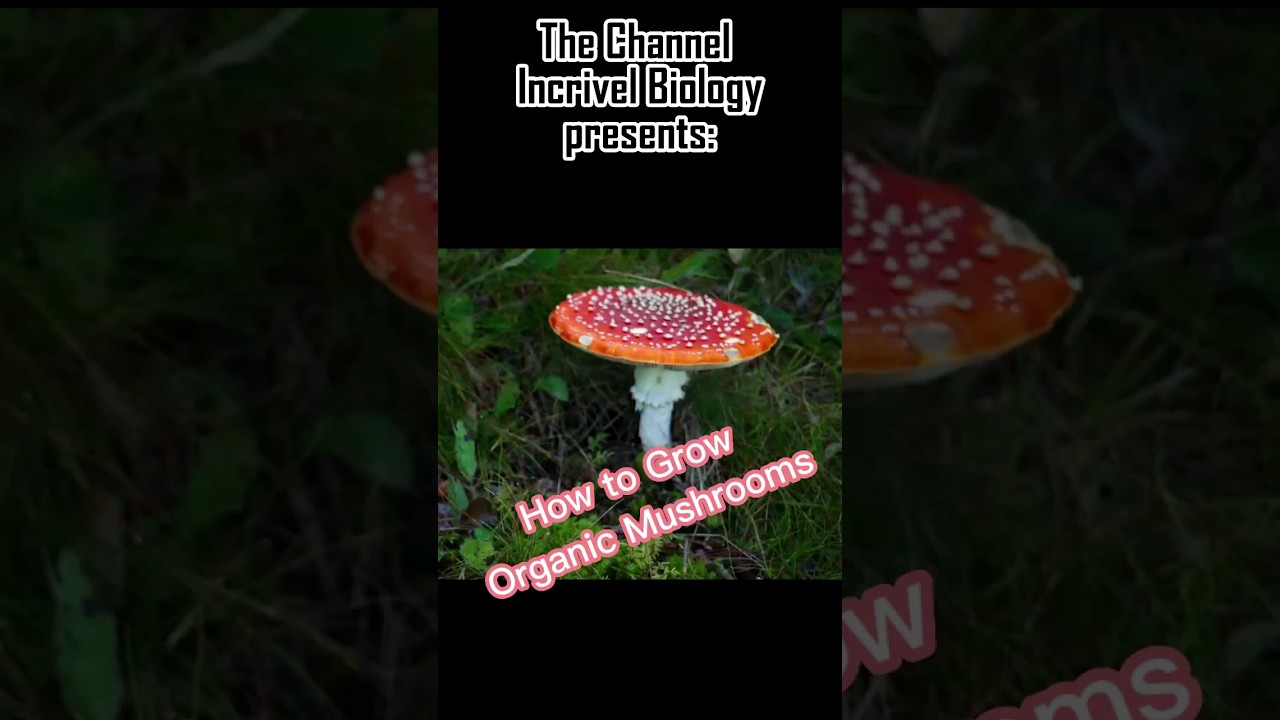 How to Grow Organic Mushrooms #shorts  @WikiHow8