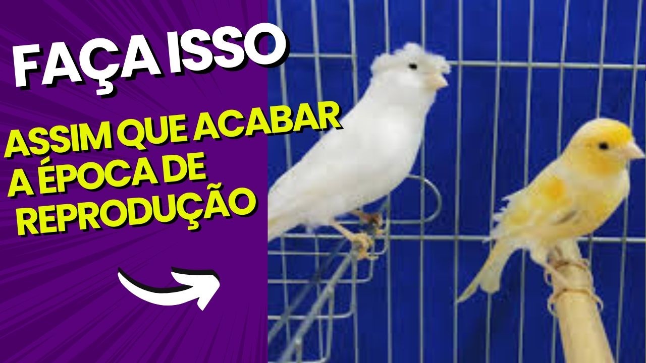 #072 Fortaleça seu CANARIO após a época de reprodução!