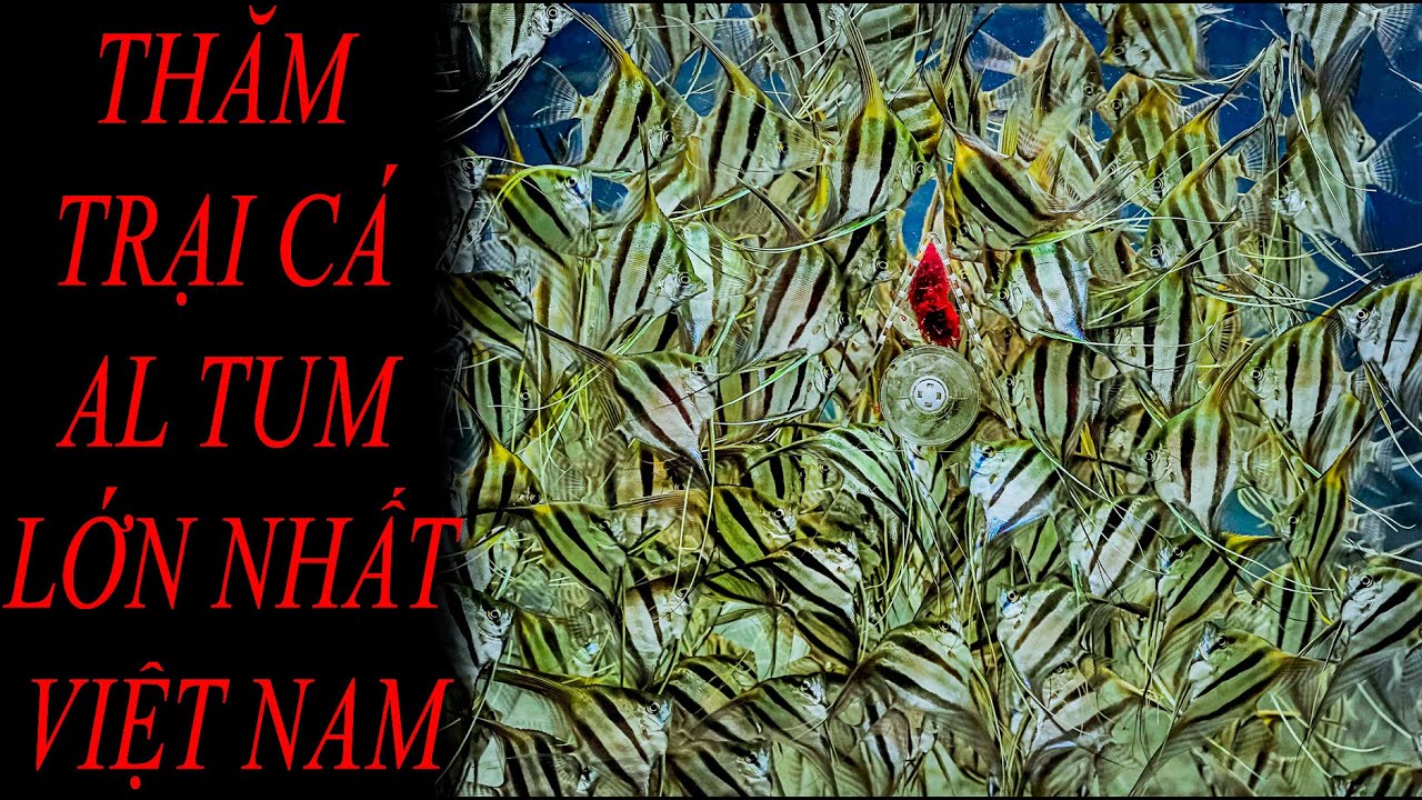 THĂM TRẠI CÁ ALTUM LỚN NHẤT VIỆT NAM -  SÀN CÁ CẢNH TV