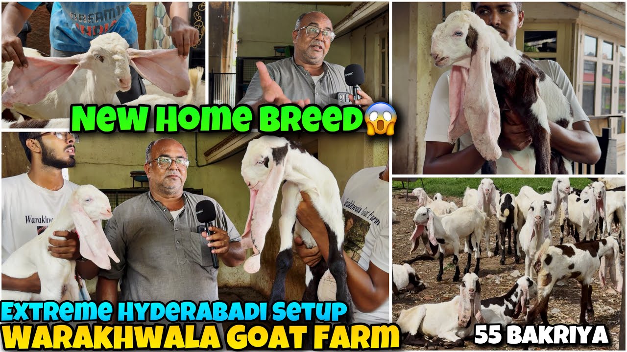 NEW Goat BREED Hybreed🤩Inside Warakhwala Goat Farm🤩 Most PREMIUM Hyderabadi Goats of Ahmedabad