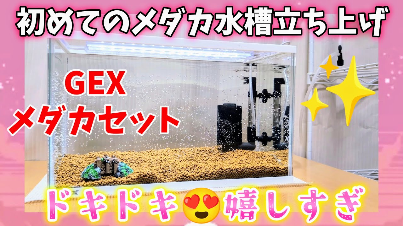【メダカ】初めてのめだか水槽立ち上げセッティング感動😍GEXメダカ元気メダカのための水槽セット400！嬉しい大奮闘🤣#室内飼育#初心者#アクアリウム#ジェックス#開封#越冬#ガラス水槽#40cm