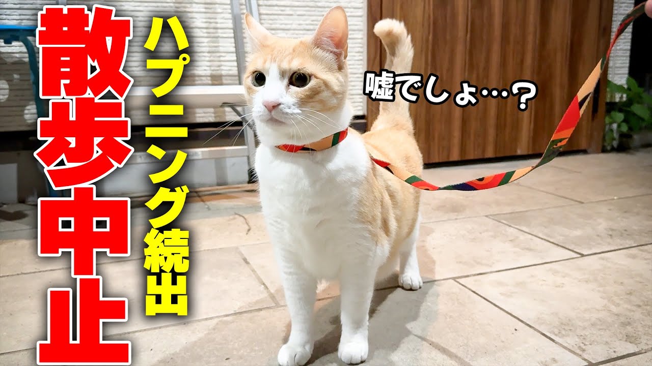 猫と散歩に行こうとしただけなのにハプニング続出でそれどころじゃなくなりました…