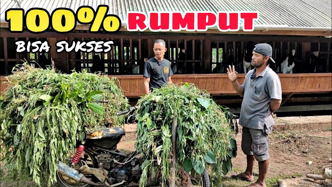 BERHASIL ‼️ BERTERNAK KAMBING ETAWA DENGAN RUMPUT LIAR ANTI COMBORAN