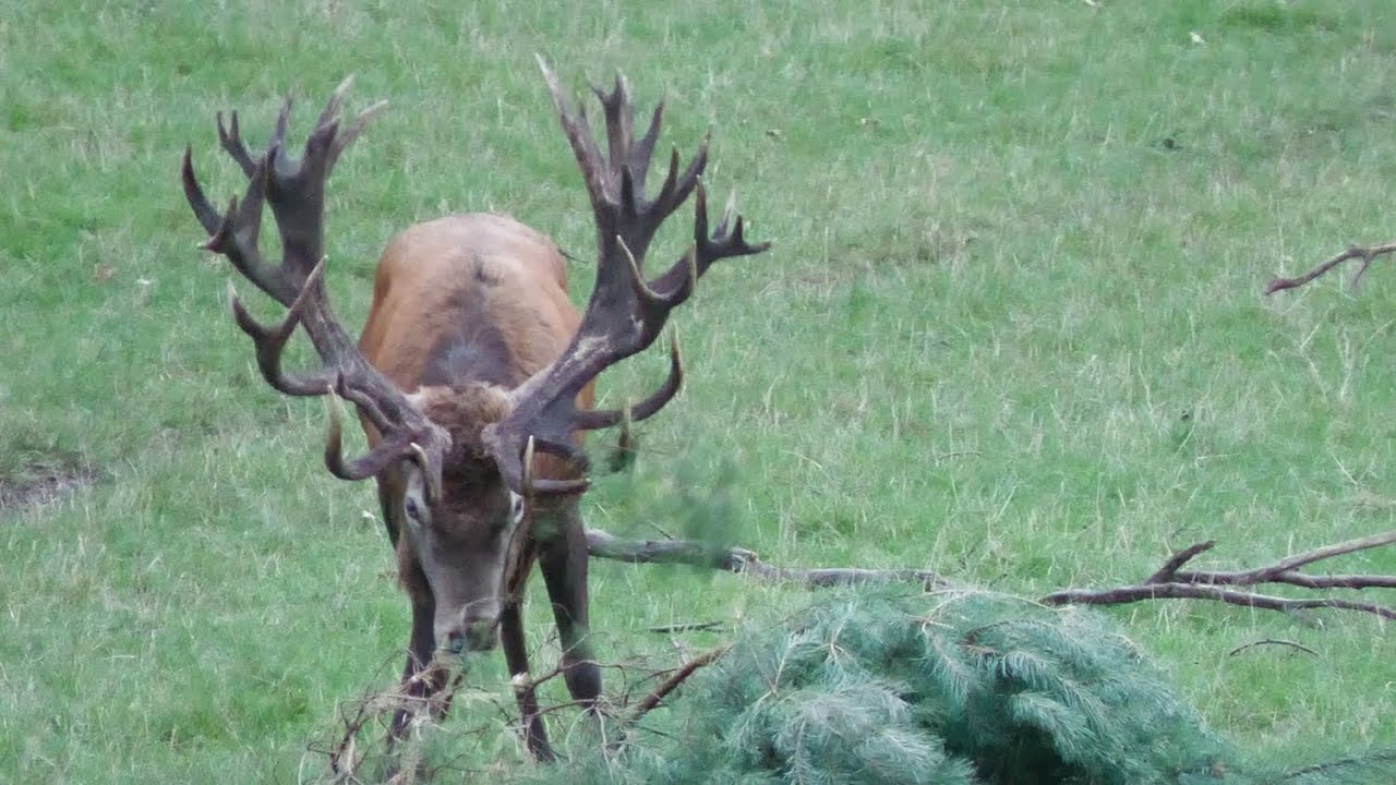 Riesiger 40 Ender Hirsch pr&auml;sentiert sein m&auml;chtiges Geweih