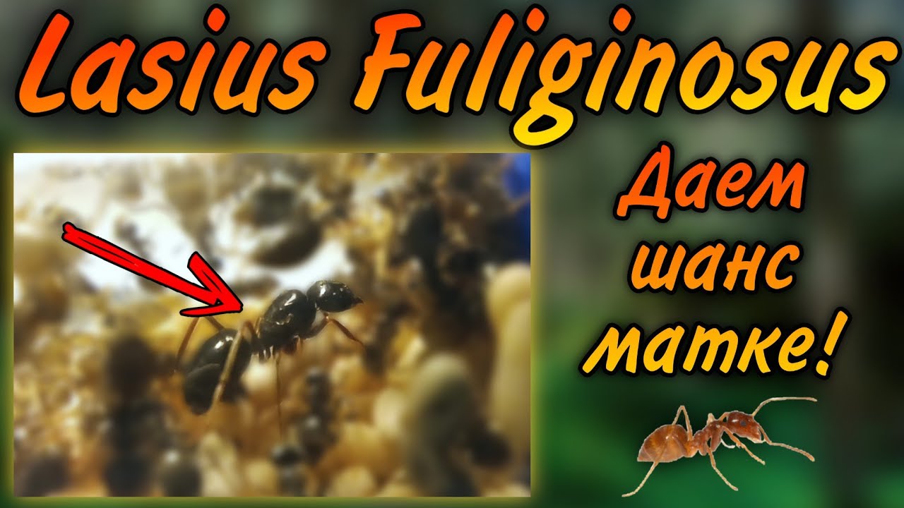 Lasius Fuliginosus. Даем матке шанс! #1
