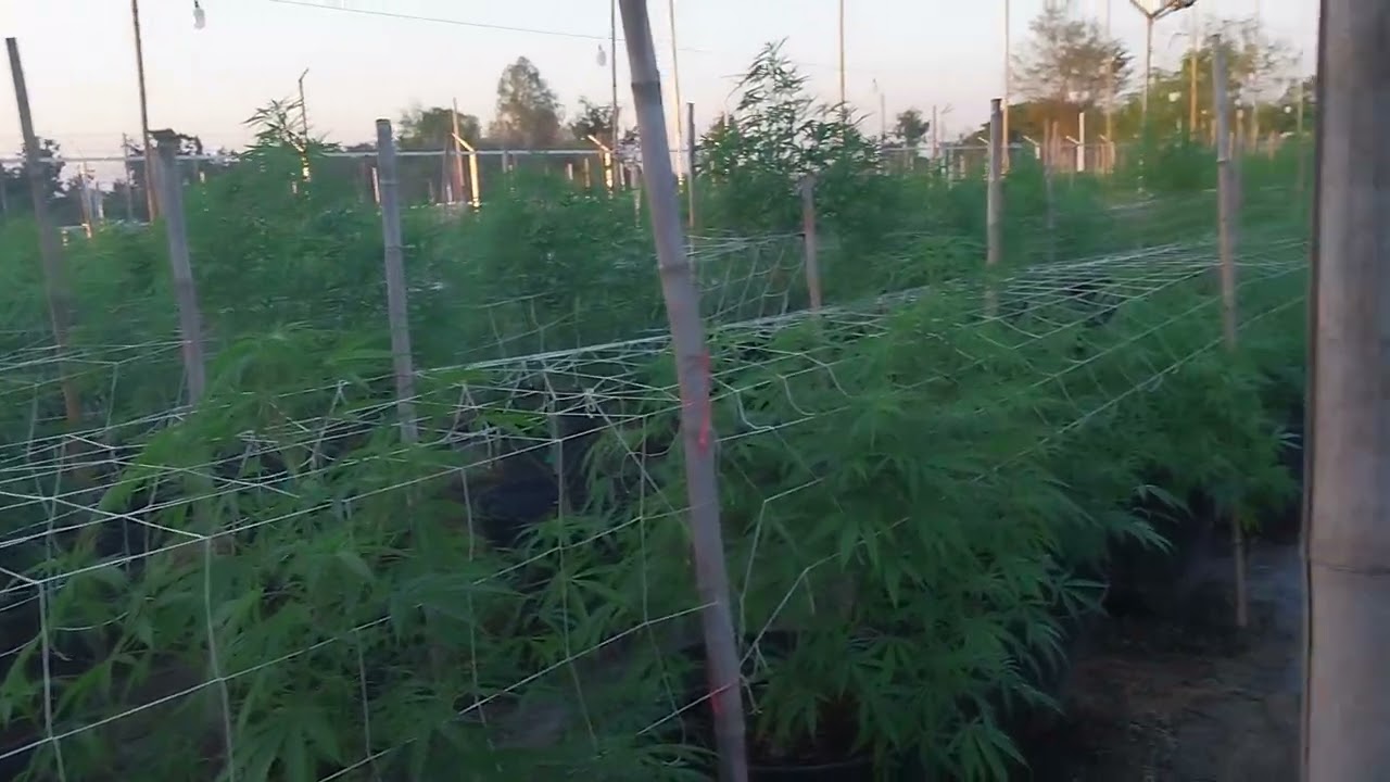 Beautiful Thai girl in field of cannabis #420 #mmj #420girl #egirl