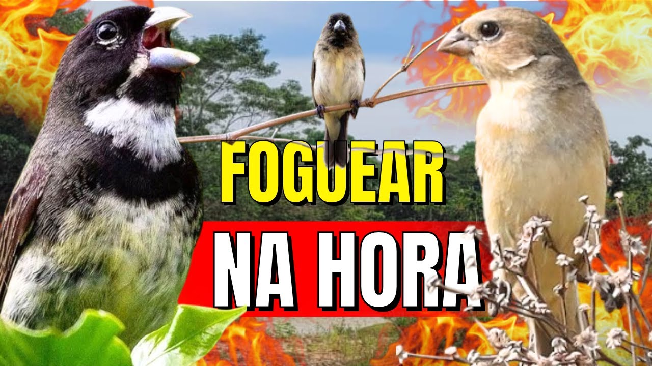 ESQUENTE SEU COLEIRO TUÍ TUÍ MELHOR COLEIRO TUÍ TUÍ E FÊMEA CHAMANDO PARA ESQUENTAR COLEIRO TUÍ TUÍ