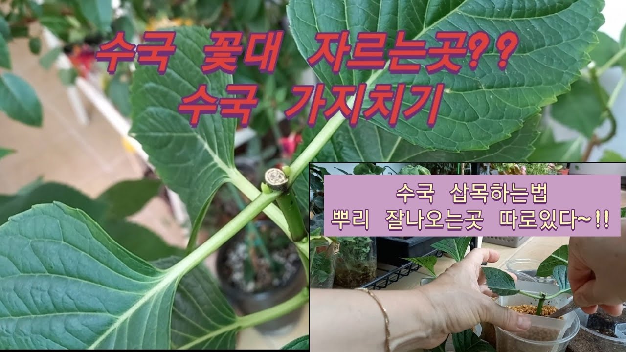수국삽목하는법##삽목시기##수국꽃대자르기&가지치기