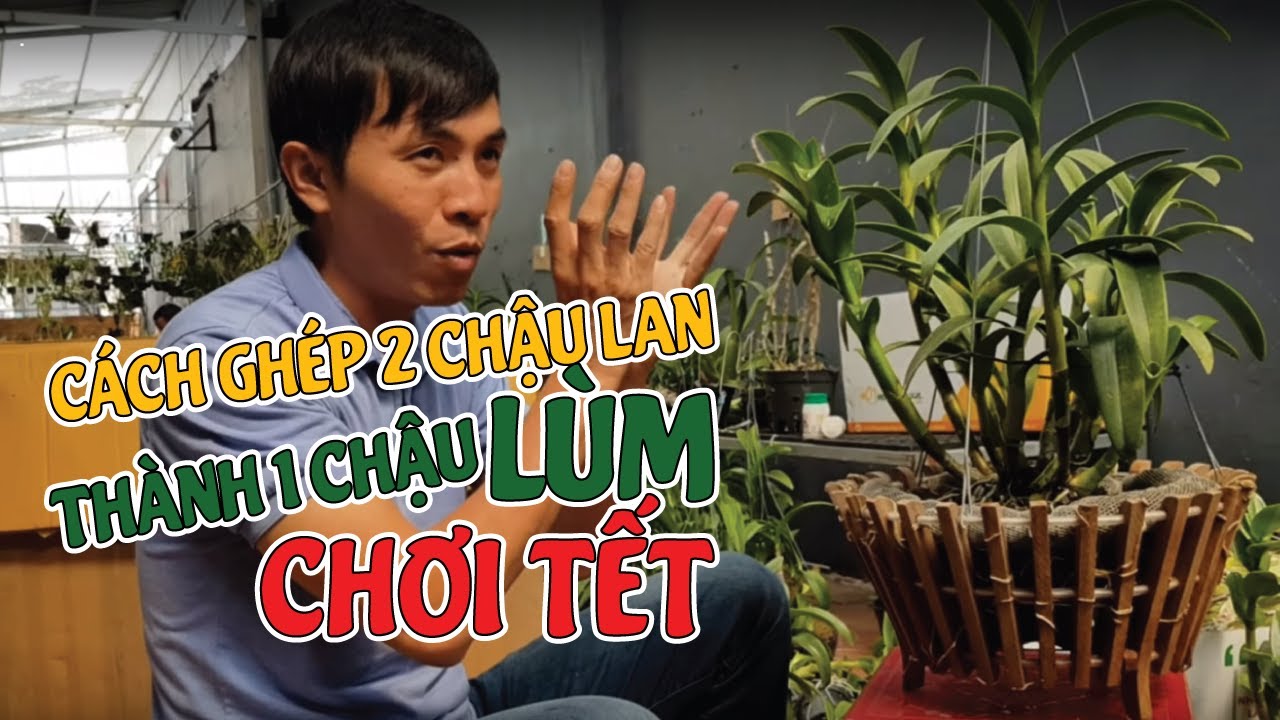 Cách Ghép 2 Chậu Lan Pensoda Nhỏ Thành 1 Chậu To, Lùm | #MêLanTV