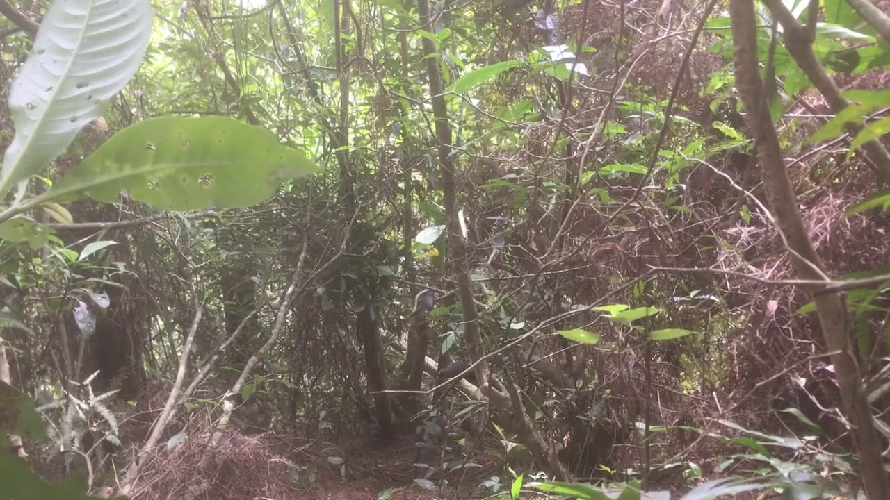 Hỗ trợ bẫy khướu 1