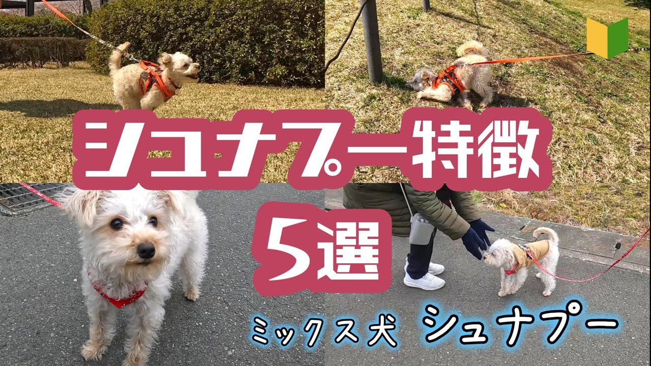 【ミックス犬 シュナプー】シュナプー特徴5選