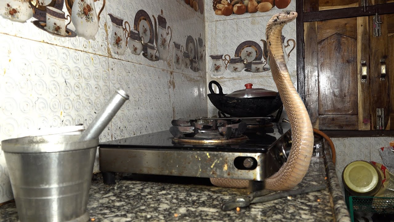 गृहणी खाना बना रही थी, लेकिन चूल्हे के नीचे बैठा था ज़हरीला सांप | Monocled Cobra Snake Rescue