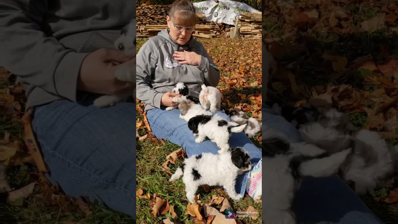 These little Mini Poodle Puppies are just the cutest you'll ever see