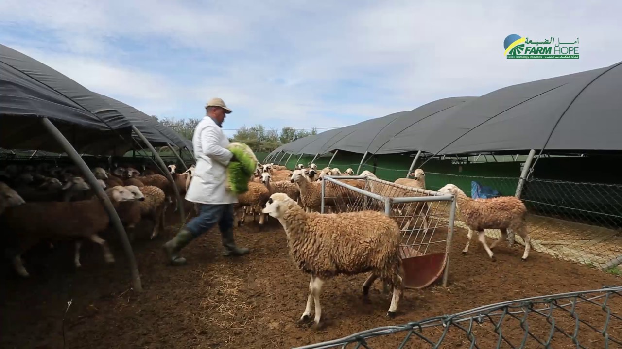 Orge Hydroponique Farm Hope Maroc -  الشعير المستنبت أمل الضيعة المغرب