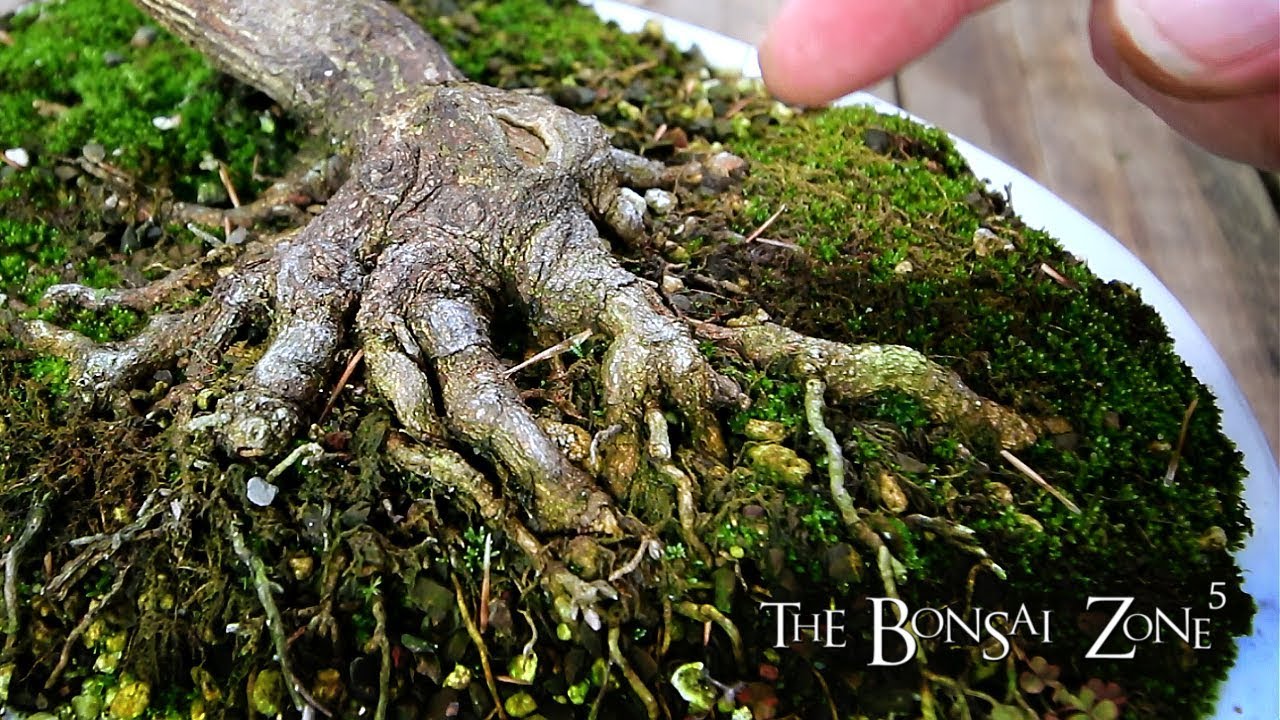 Lemon Tree Bonsai and More!, The Bonsai Zone, Sept 2018