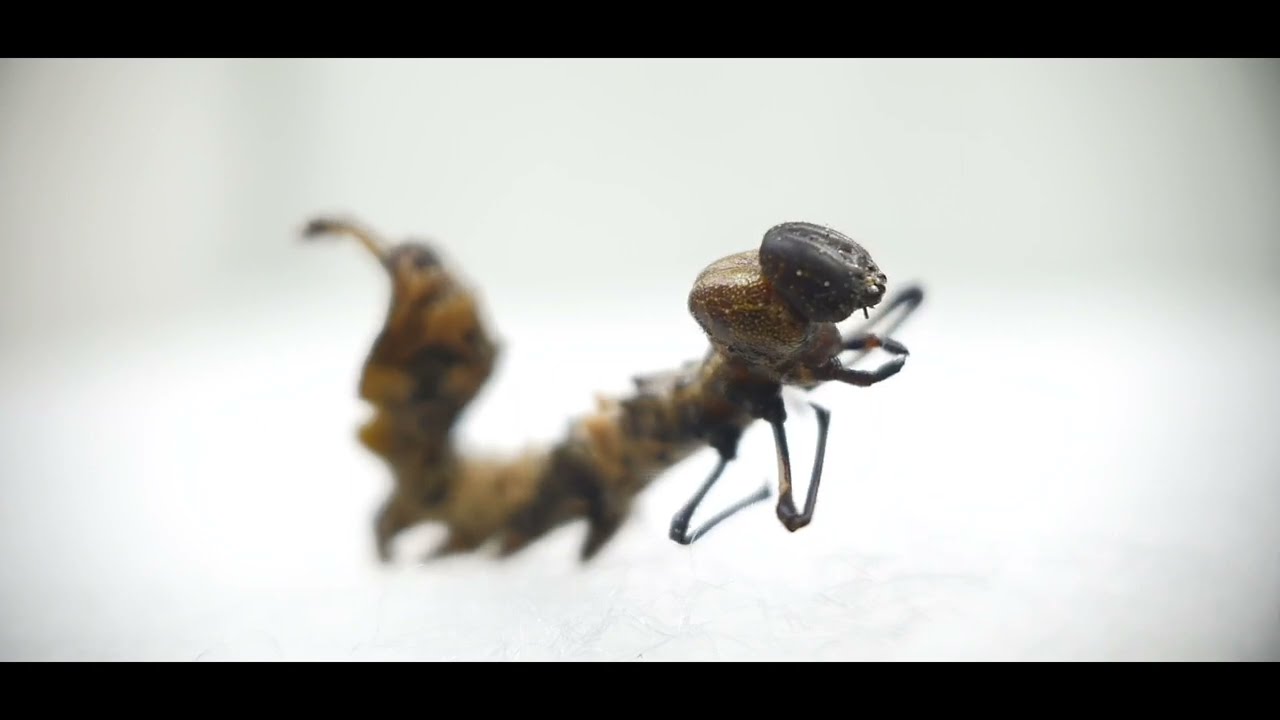 弓紋蟻舟蛾幼蟲脫皮 / Lobster Moth Caterpillar Molting (Stauropus alternus)