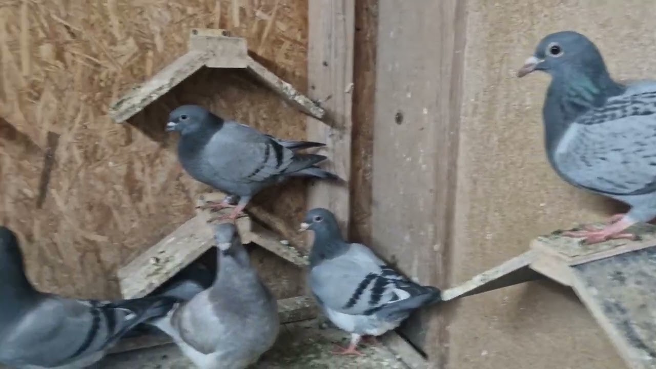 Die Tauben sind getrennt und ruhe kehrt ein 😃
