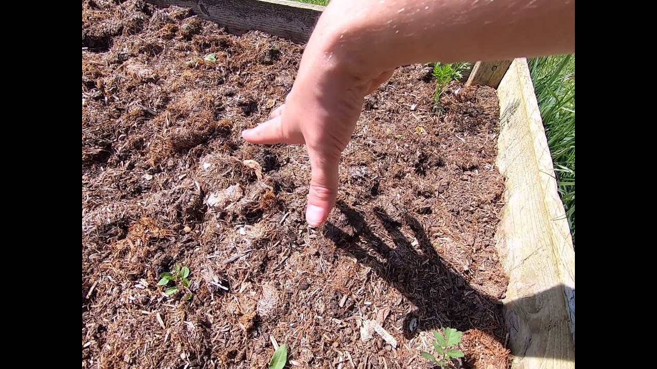 Sowing & Growing 2021   Part 2