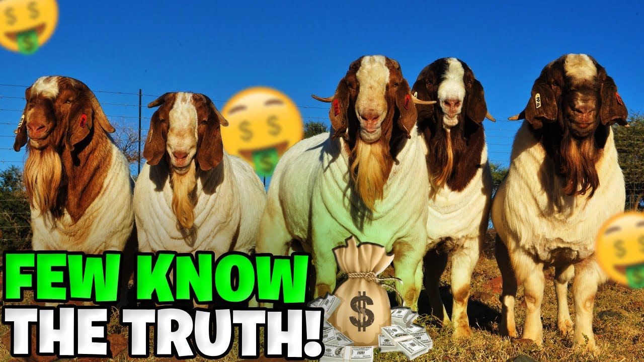 Узнайте, почему бурские козы просто восхитительны!
