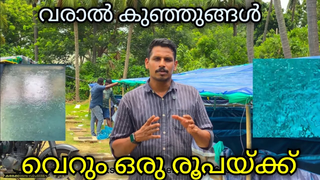 ഇതിലും വിലകുറച്ച് നിങ്ങൾക്ക് മീൻ കുഞ്ഞുങ്ങളെ ലഭിച്ചാൽ ലൈഫ് ടൈം സെറ്റിൽമെന്റ് 🔥
