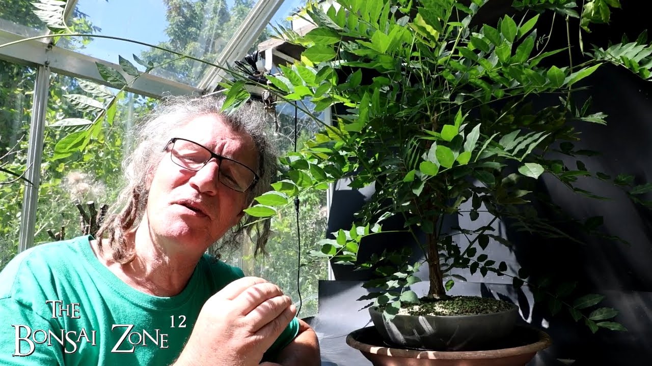 Pruning My Wisteria, The Bonsai Zone, July 2025