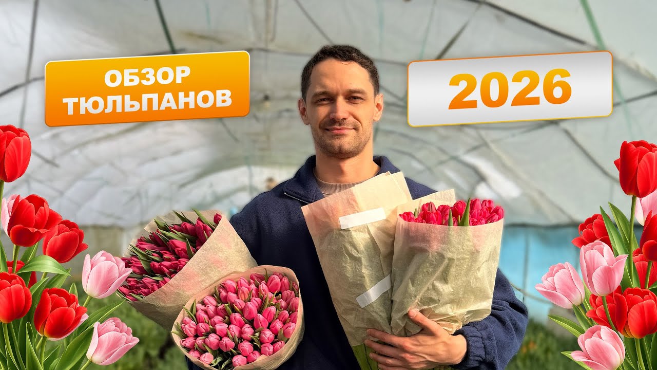 Обзор тюльпанов 2026 🌷