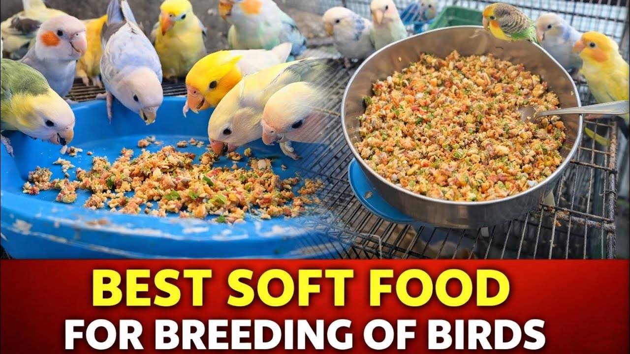 Best Soft Foods for breeding session Lovebirds Aviary Shujabad Multan 