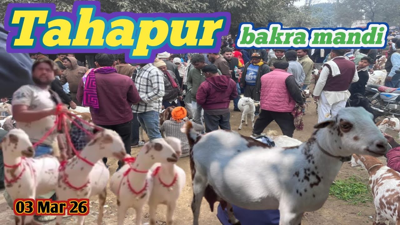 आज का बाजार रेट ll 03/03/2026 ll Taharpur Bakra Mandi Live Update With Prices Moradabad UP