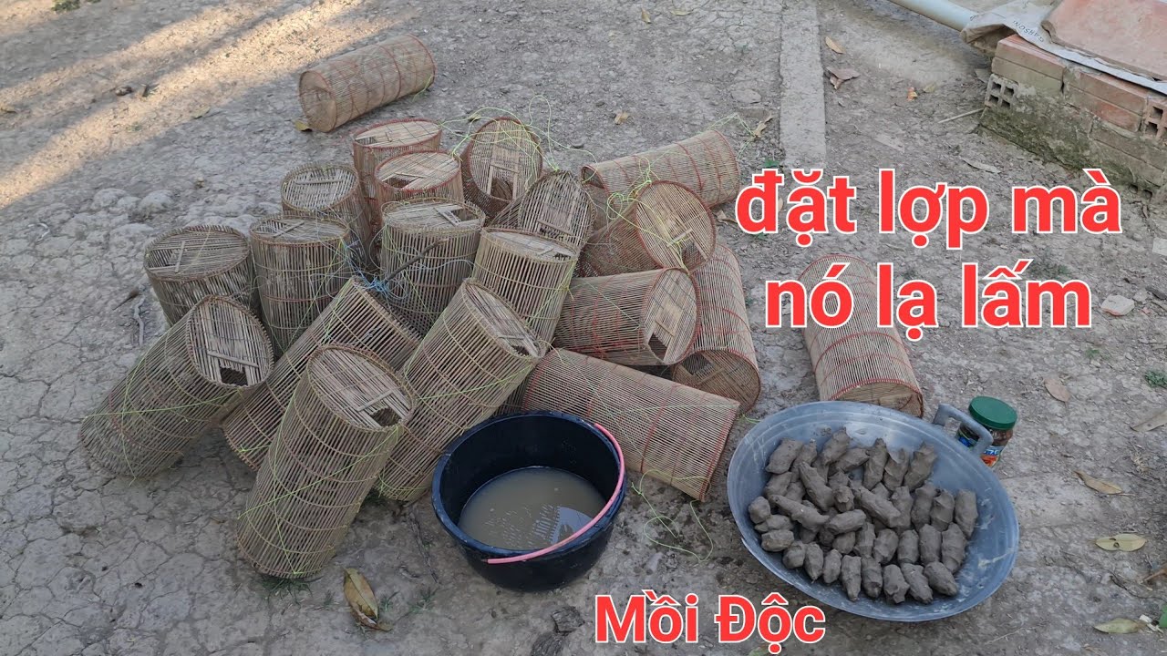 Chế biến mồi đặt lợp tép. Cái kết tép này nó lạ lấm | Săn bắt SÓC TRĂNG |