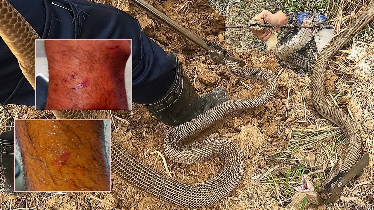 KUYA NAKAGAT NG COBRA NA DRY BITE PINAHANAP KAY ROD AT Princess NGUNIT HINDI LANG ISA APAT PALA SILA