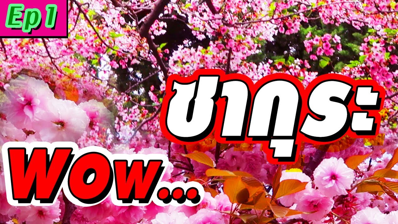ชิงเต่า Ep.1 ดูซากุระบาน อย่างสวย - เที่ยวจีน ซื้อทัวร์ ไม่เข้าร้านรัฐบาล | LifeDD