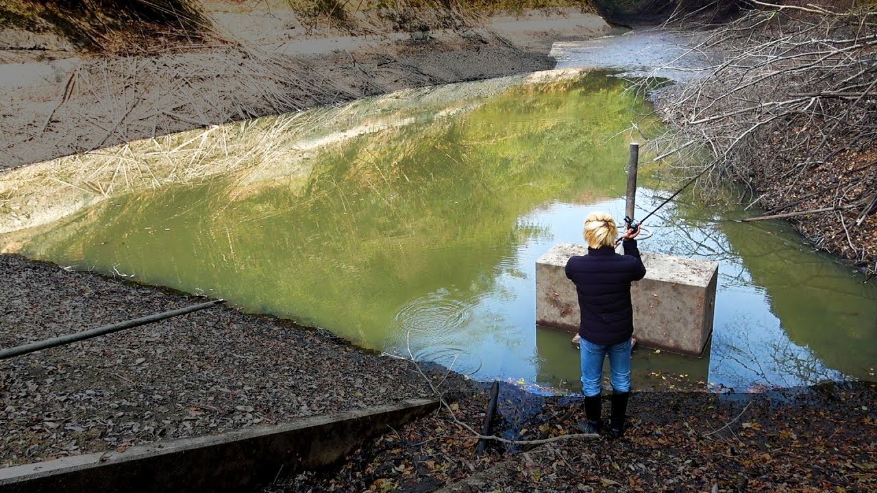 外来魚全滅。水を抜かれた池で釣りをしたら大惨事だった...【衝撃映像】