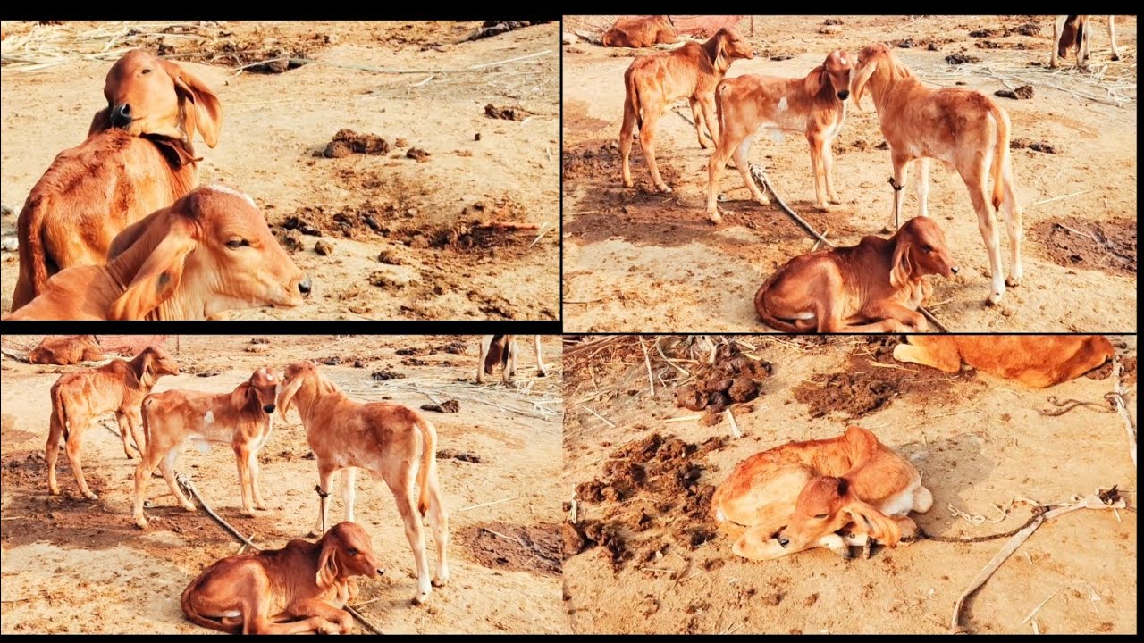 देशी गिर गाय🐂  छोटी गाय की बचडीय सुंदर#गिरगाय