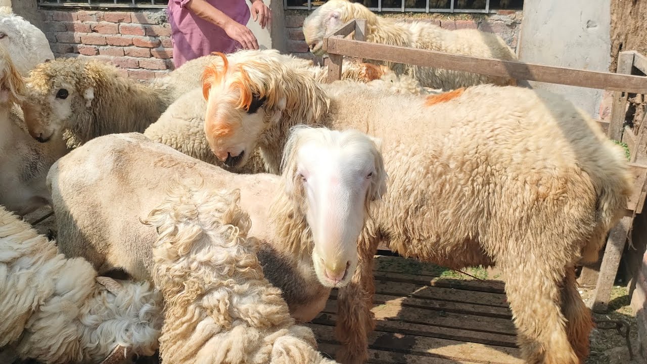 New shiteen ship farming best besan ka best aydia #🐑🐑