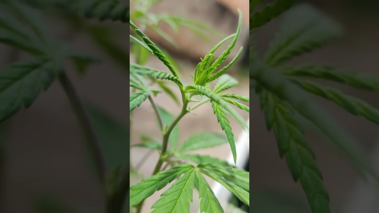 primeiro pistilos, semente de prensado come&ccedil;o da flora&ccedil;&atilde;o.