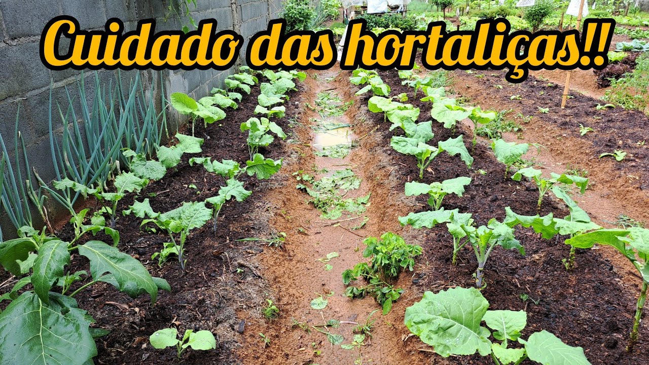 NOSSO DIA DE TRABALHO NA HORTA/ADUBAÇÃO COM ESTERCO EM NOSSAS VERDURAS