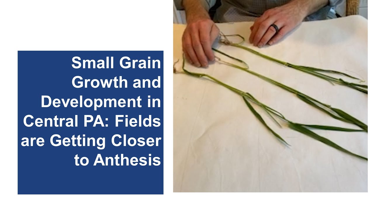 Small Grain Growth & Development in Central PA: Fields are Getting Closer to Anthesis
