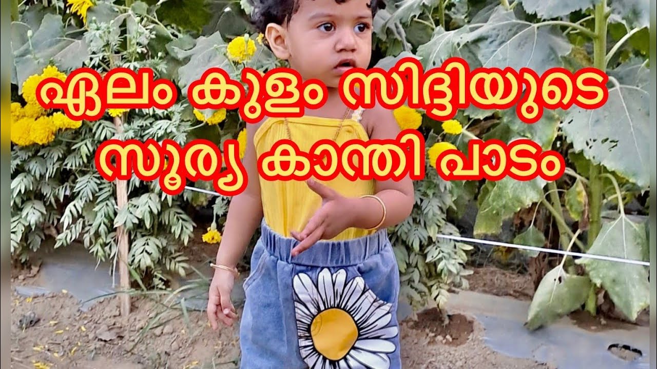 ഏലം കുളത്തെ സിദ്ദിയുടെ സൂര്യകാന്തി പാടം കാണാം .Semi kitchen elamkulam 2024