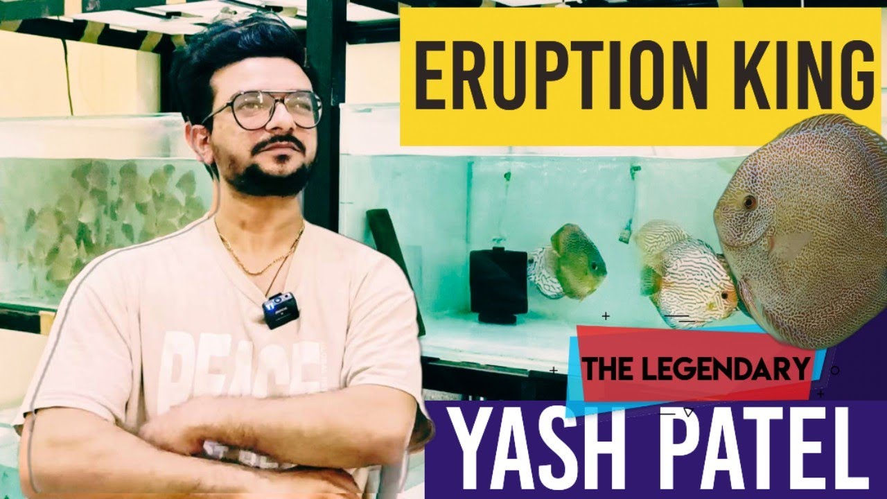 Yash Patel | Eruption discus king | how to keep discus fish | discus fish for sale | discus fish