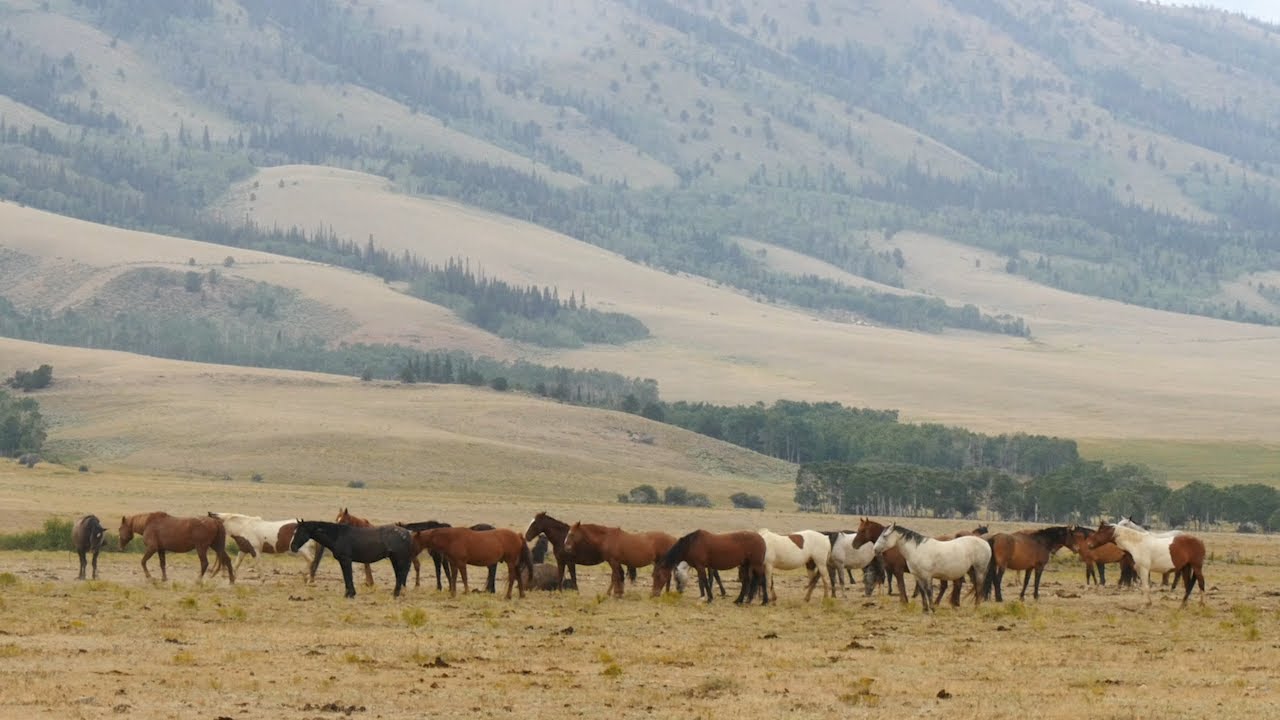 Wild Horses: Wyoming Perspectives
