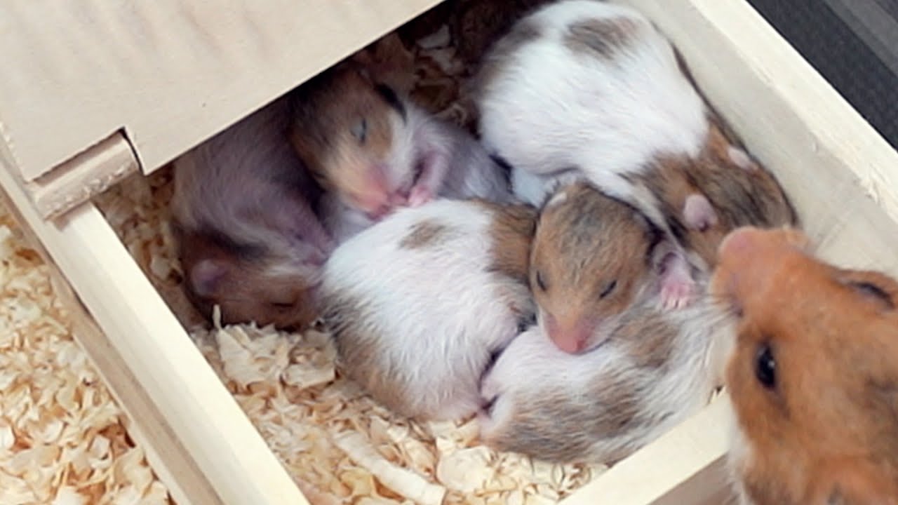 オヤツを食べて眠るもオッパイは別腹な子ハムスター