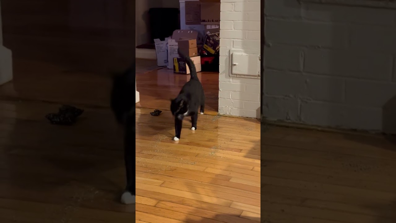 Mr Bear - The Saco Timber Cat - Part 1 - Tripin' On The Nip Nip