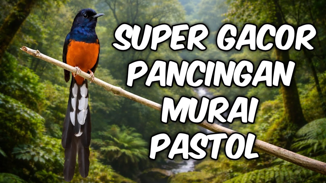 MURAI SUPER GACOR ‼️ Pancingan Murai Fighter Gacor Memancing Murai Pastol Jadi Emosi