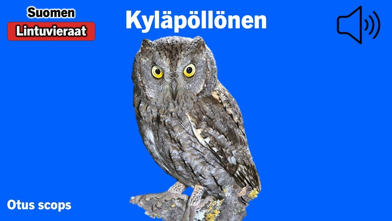 Kyläpöllönen - Otus scops - Scops Owl - dvärguv - OTUSCO