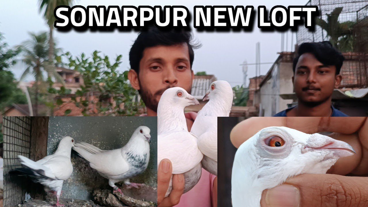 NORMALLY 10 HOURS FLYING MADRASI PIGEON AT SAMARJIT DA PIGEON LOFT SUBHASGRAM SONARPUR KOLKATA