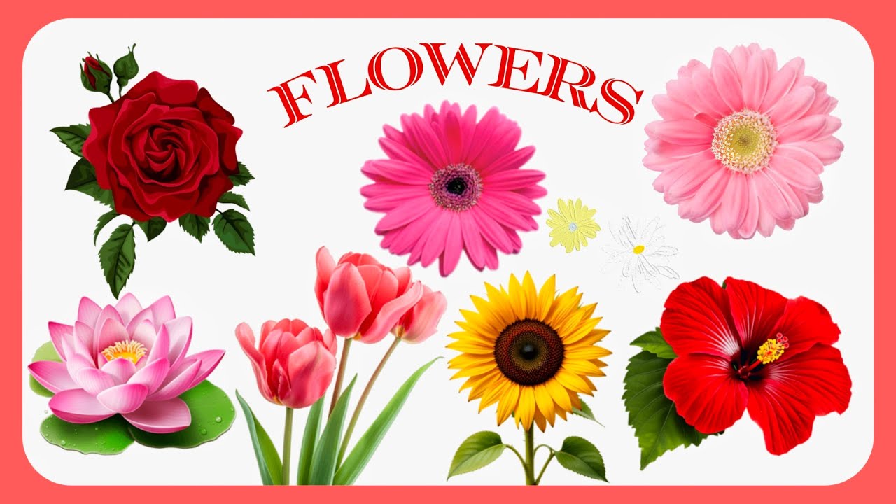 Facts Of Flowers || Learning Flower Names for Kids || फूलों के नाम || Name of flowers